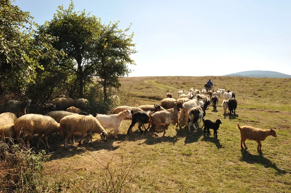 Kozy i owce — Zdjęcie stockowe
