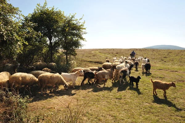 Goats and sheep — Stock Photo, Image