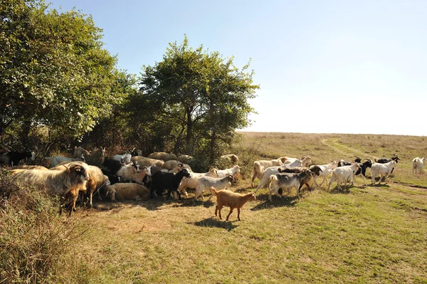 Cabras e ovinos — Fotografia de Stock