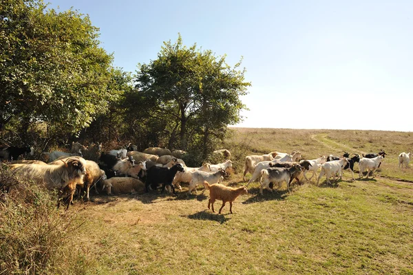 Ziegen und Schafe — Stockfoto