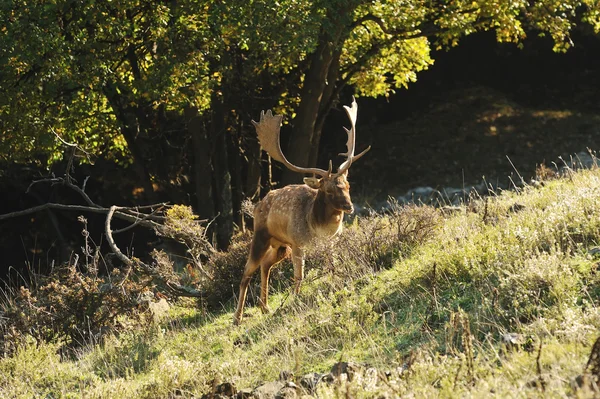 Damherten — Stockfoto