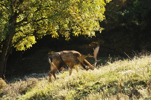 Fallow deer — Stock Photo, Image