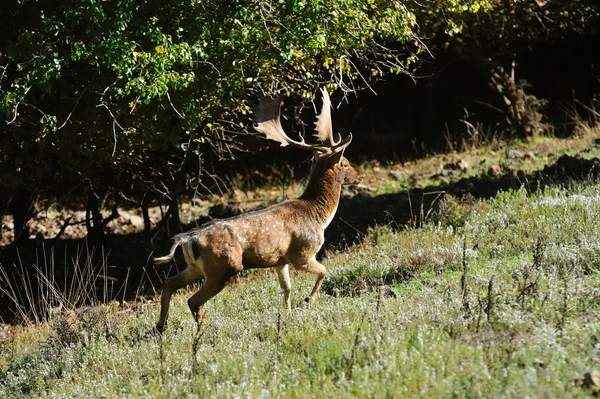 Fallow deer — Stock Photo, Image