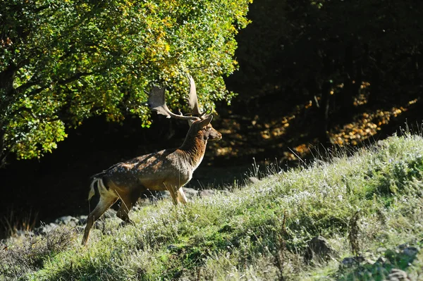 Dovhjort — Stockfoto