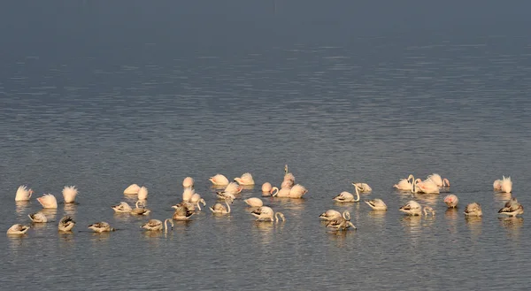 Flamants roses dans le lac — Photo