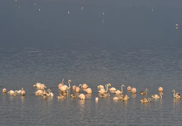Фламинго в озере — стоковое фото