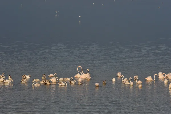 Flamingolar göl — Stok fotoğraf