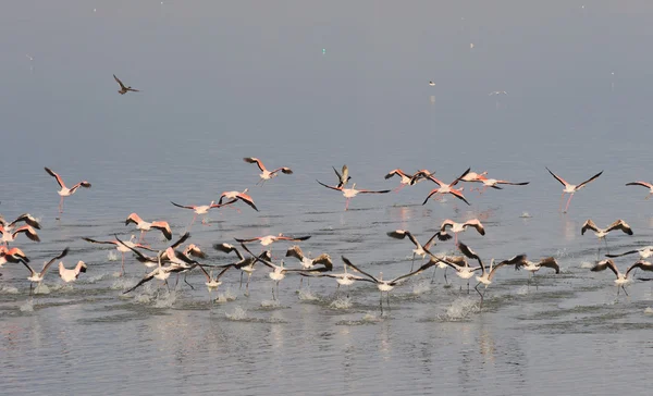 Flamingo uçar — Stok fotoğraf