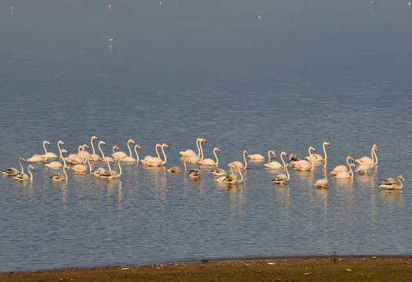 Flamingolar göl — Stok fotoğraf