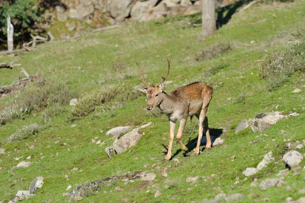 Dovhjort — Stockfoto