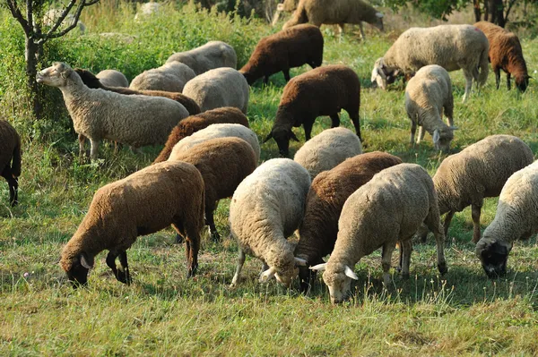 Sheeps — Stock Photo, Image