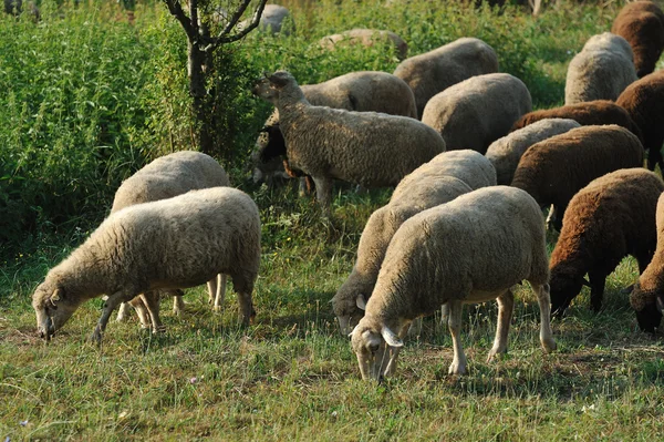 Sheeps — Stock Photo, Image