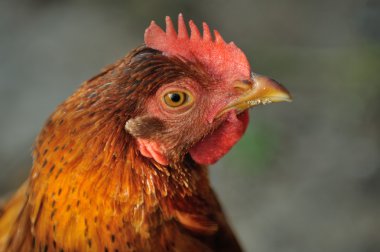 head on hen