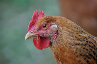 head on hen