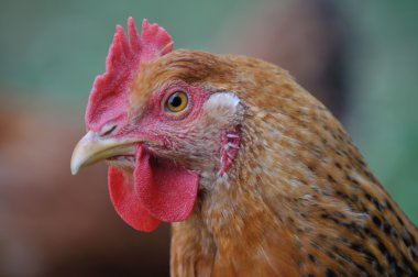 head on hen