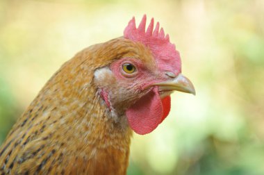 head on hen