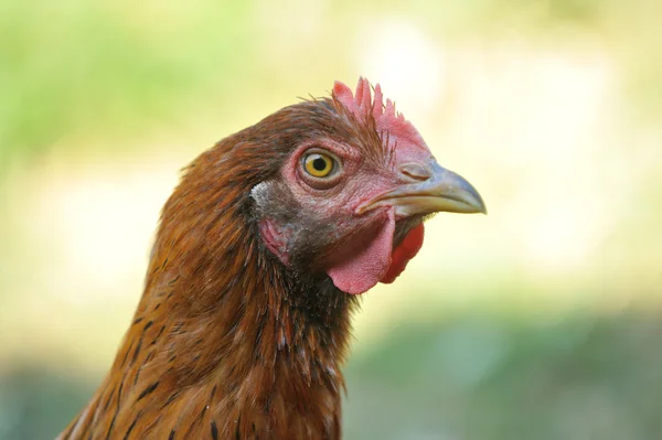 Cabeza en gallina —  Fotos de Stock