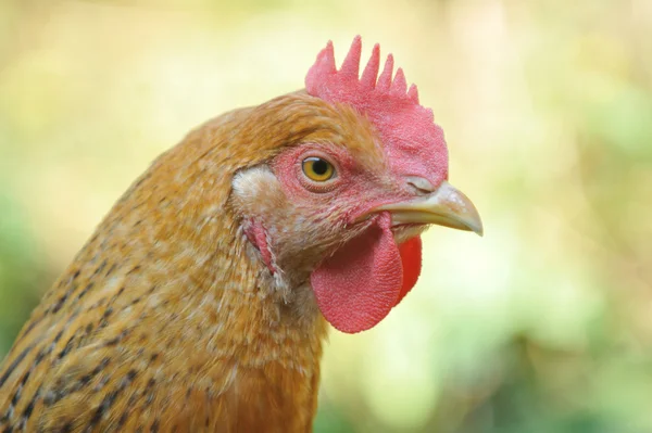 Head on hen Stock Image