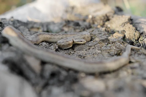 滑らかなヘビ(コロネラ｜austriaca) — ストック写真