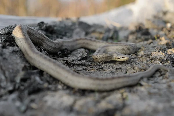 Serpent lisse (Coronella austriaca)) — Photo