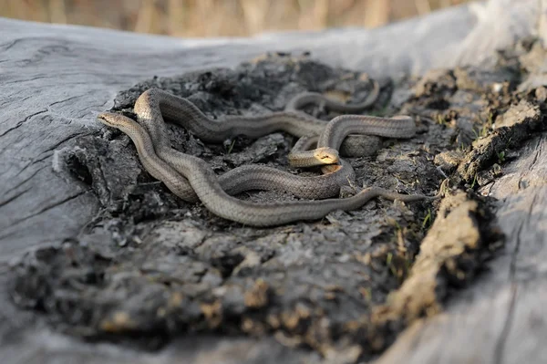 Serpiente lisa (Coronella austriaca) — Foto de Stock