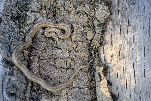 Smooth snake (Coronella austriaca) — Stock Photo, Image