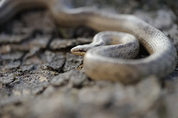 Serpent lisse (Coronella austriaca)) — Photo