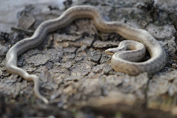 Smooth snake (Coronella austriaca) — Stock Photo, Image