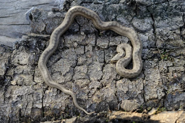 Serpente liscio (Coronella austriaca) — Foto Stock