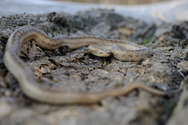 Serpent lisse (Coronella austriaca)) — Photo