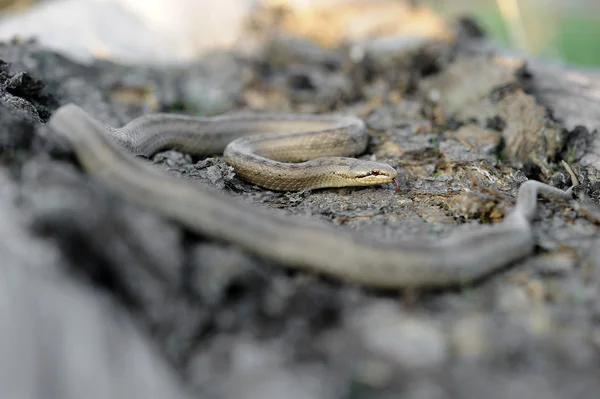 Serpent lisse (Coronella austriaca)) — Photo