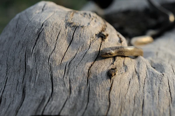 Serpiente lisa (Coronella austriaca) — Foto de Stock