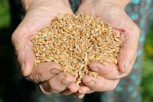 Mãos de fazendeiro cheias de trigo — Fotografia de Stock