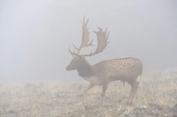 Damherten in mist — Stockfoto