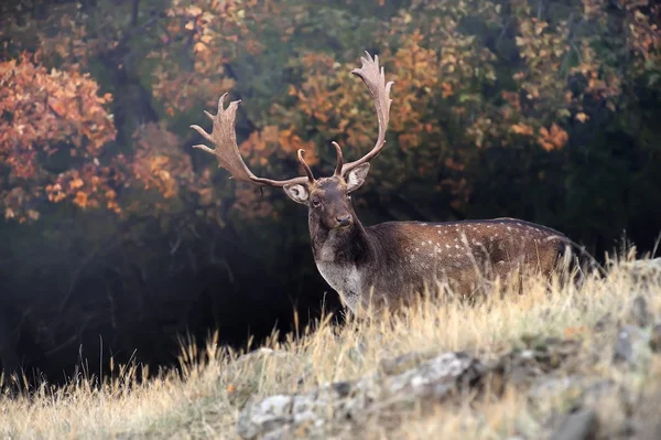 Damwild Stockbild