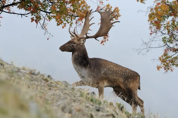 Fallow deer — Stock Photo, Image