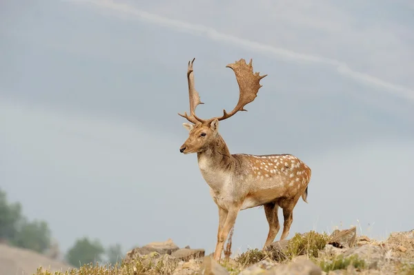 Dovhjort — Stockfoto