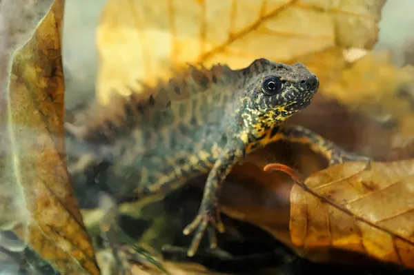 Small crested newt — Stock Photo, Image