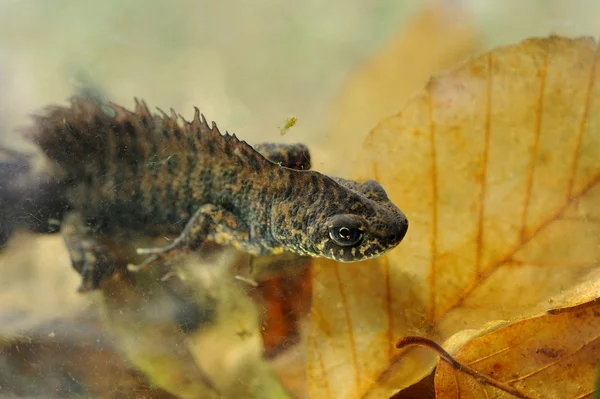 Small crested newt — Stock Photo, Image