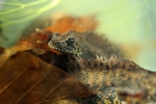 Small crested newt — Stock Photo, Image