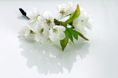 vişneli yaprak ve çiçekleri