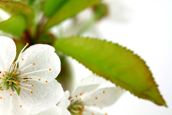 Flores de cerejeira — Fotografia de Stock