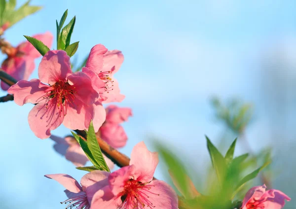 Őszibarack virágok — Stock Fotó