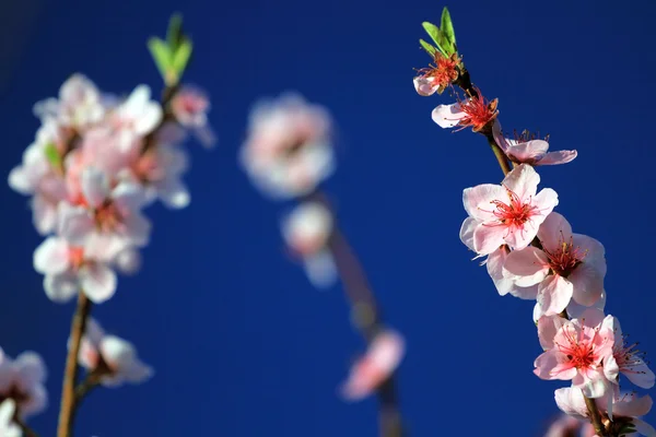 Peach blossoms — Stock Photo, Image