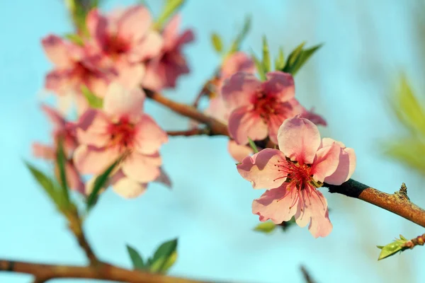 Flores de pêssego — Fotografia de Stock