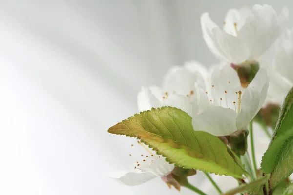 Folhas de cereja e flores — Fotografia de Stock