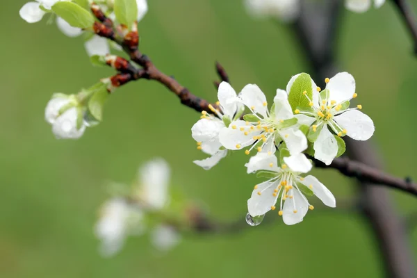 Plum blossoms — Stockfoto