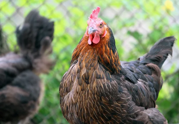 Stern looking rooster — Stock Photo, Image