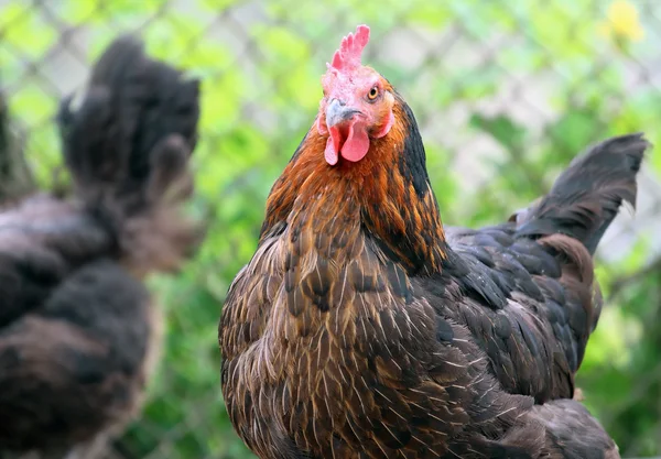 Stern looking rooster — Zdjęcie stockowe