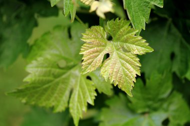 Sarmaşık Yaprağı